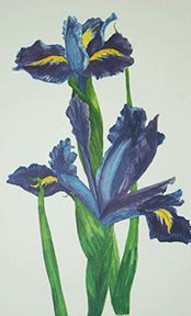 IRIS