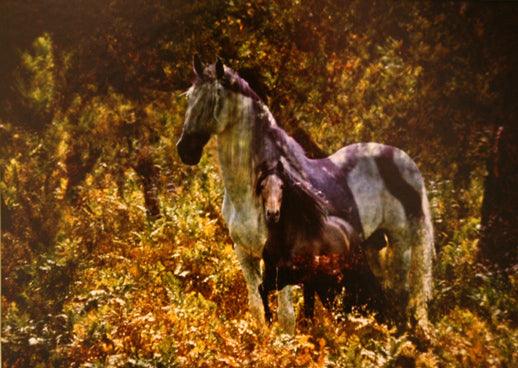 UNKNOWN (HORSES)