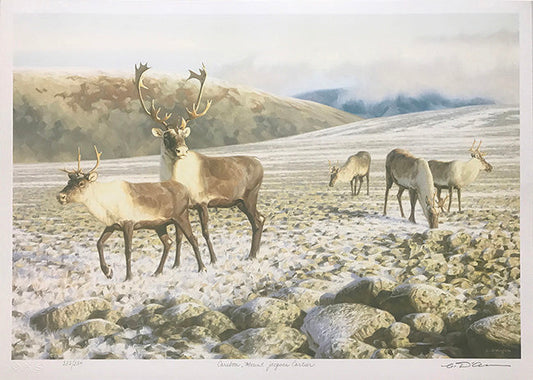 CARIBOU, MOUNT JACQUES CARTIER